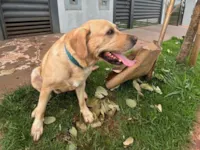 Cachorro raça Labrador idade 2 anos nome Theo