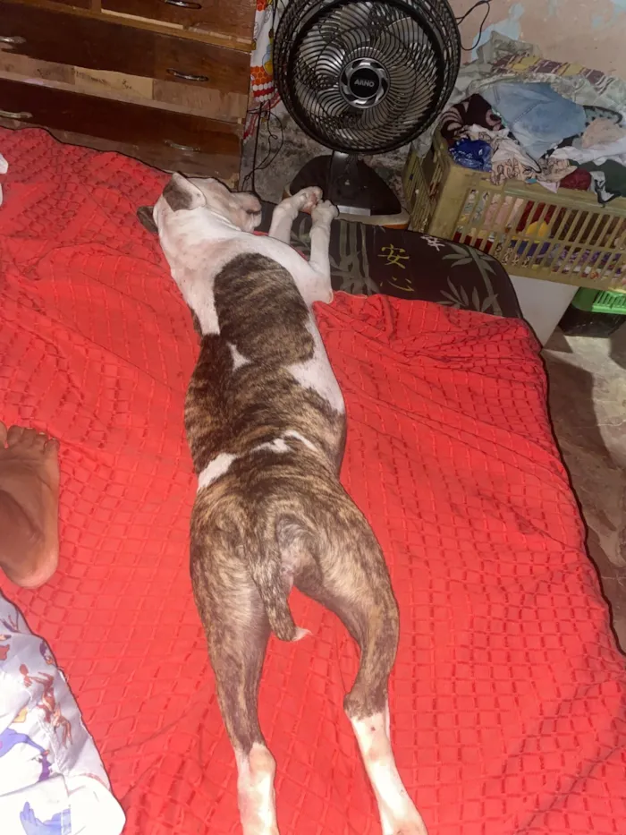 Cachorro raça Pit-Bull idade 2 anos nome Botei padora