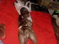 Cachorro raça Pit-Bull idade 2 anos nome Botei padora