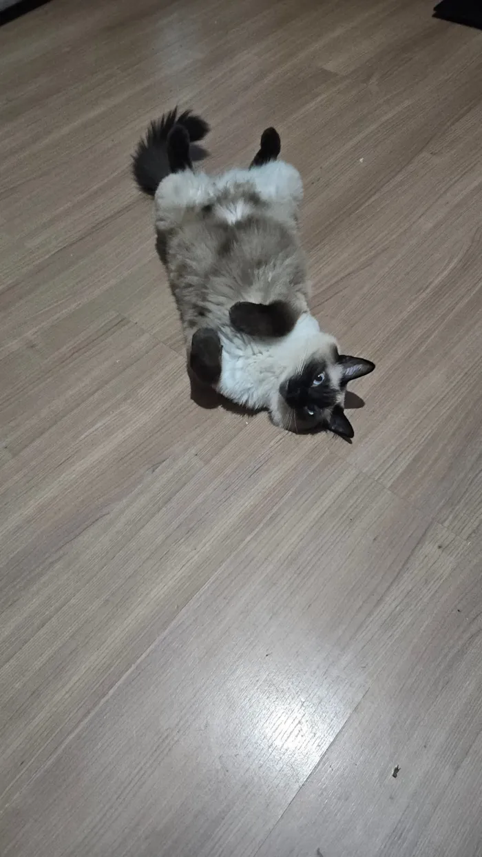 Gato raça SRD-ViraLata idade 2 anos nome Cookie