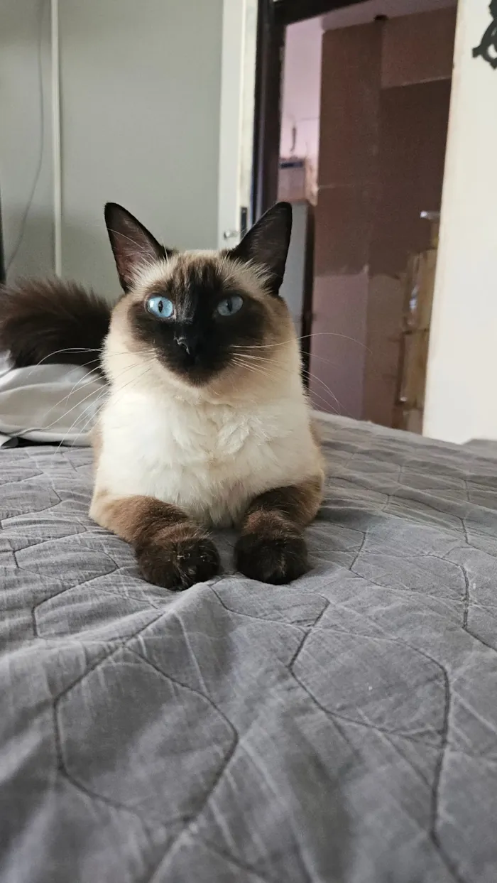 Gato raça SRD-ViraLata idade 2 anos nome COOKIE