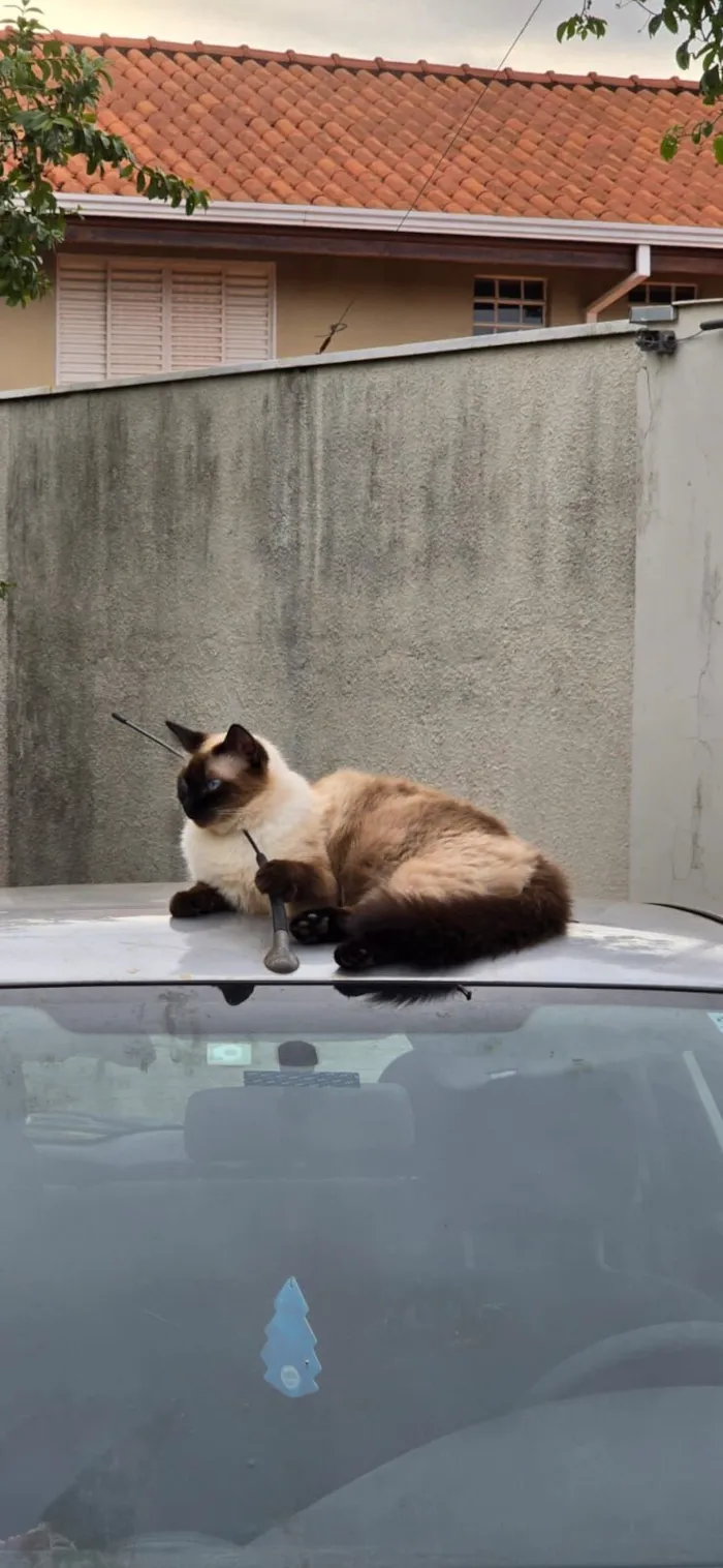 Gato raça SRD-ViraLata idade 2 anos nome COOKIE