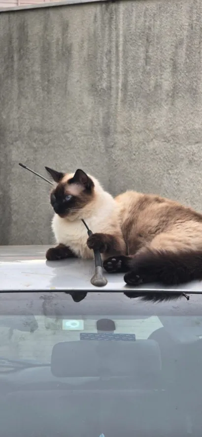 Gato raça SRD-ViraLata idade 2 anos nome Cookie 