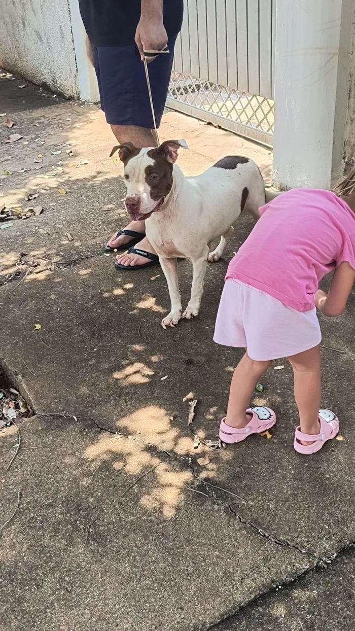 Cachorro raça Pit-Bull idade 3 anos nome ChiChi