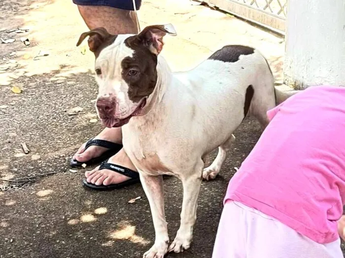 Cachorro raça Pit-Bull idade 3 anos nome ChiChi