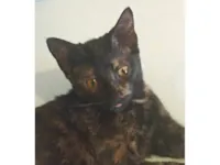 Gato raça SRD-ViraLata idade 2 a 6 meses nome Robin