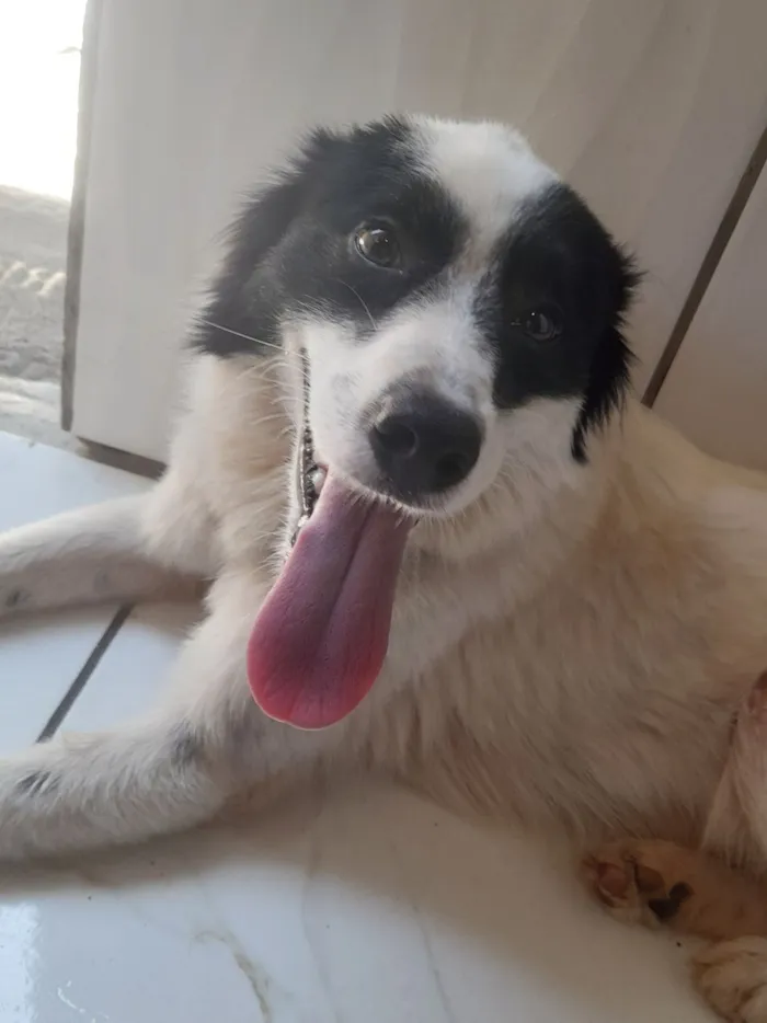 Cachorro raça SRD-ViraLata idade 2 anos nome Névoa 