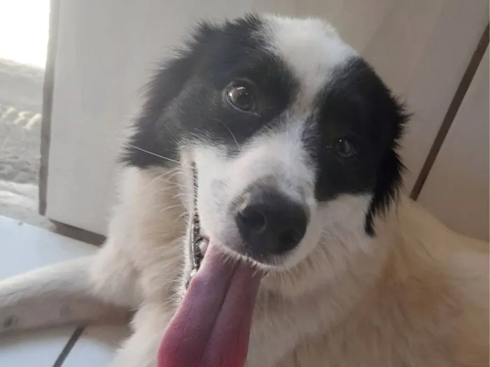 Cachorro raça SRD-ViraLata idade 2 anos nome Névoa 