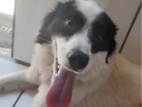 Cachorro raça SRD-ViraLata idade 2 anos nome Névoa 