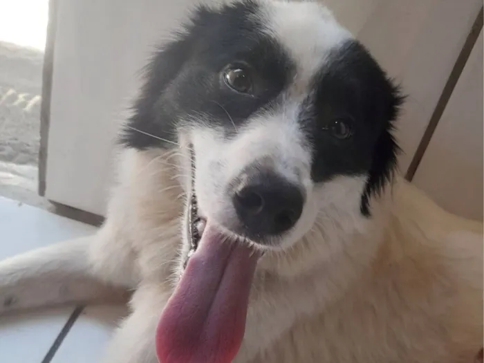 Cachorro raça SRD-ViraLata idade 2 anos nome Névoa 