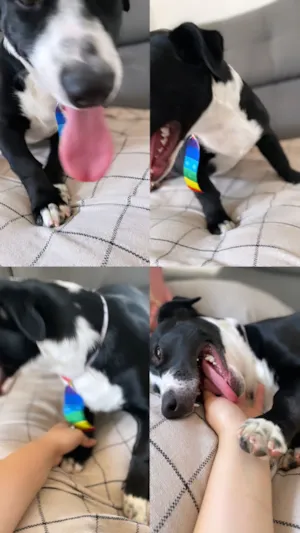 Cachorro raça SRD-ViraLata idade 4 anos nome LUCK