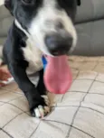 Cachorro raça SRD-ViraLata idade 4 anos nome LUCK