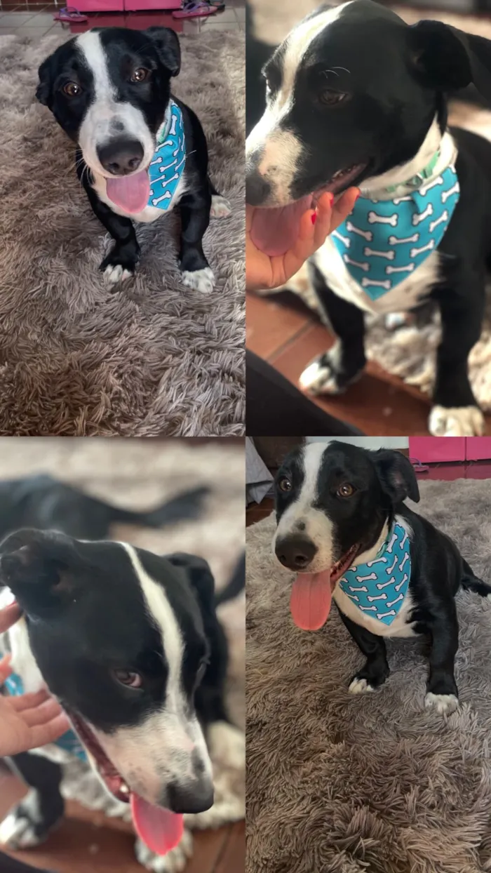 Cachorro raça SRD-ViraLata idade 4 anos nome LUCK