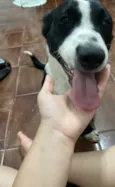 Cachorro raça SRD-ViraLata idade 4 anos nome LUCK