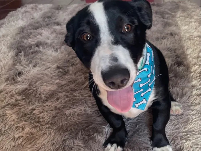 Cachorro raça SRD-ViraLata idade 4 anos nome LUCK