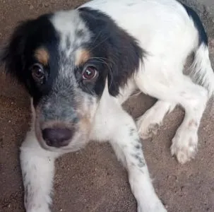 Cachorro raça SRD-ViraLata idade 2 a 6 meses nome Betowen