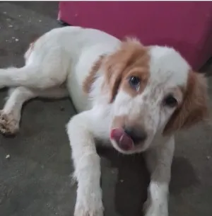 Cachorro raça SRD-ViraLata idade 2 a 6 meses nome Rayan