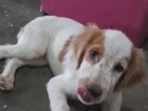 Cachorro raça SRD-ViraLata idade 2 a 6 meses nome Rayan