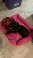 Cachorro raça SRD-ViraLata idade 2 a 6 meses nome Amora