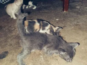 Gato raça Siamês idade 2 a 6 meses nome Laisa Gomes