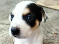 Cachorro raça SRD-ViraLata idade Abaixo de 2 meses nome Filhotes para adoção responsável 