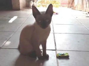 Gato raça Siamês idade 2 a 6 meses nome Laisa Gomes