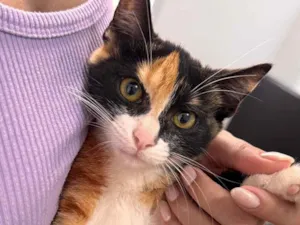 Gato raça SRD-ViraLata idade 2 a 6 meses nome Hermione