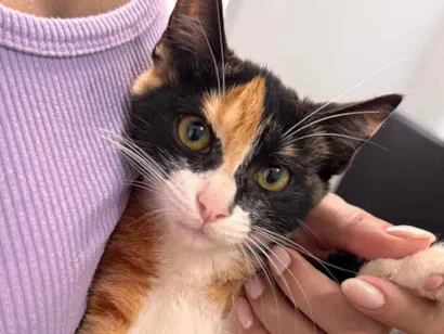 Gato raça SRD-ViraLata idade 2 a 6 meses nome Hermione