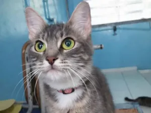 Gato raça SRD-ViraLata idade 7 a 11 meses nome Miranda