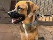 Cachorro raça SRD-ViraLata idade 1 ano nome Buck
