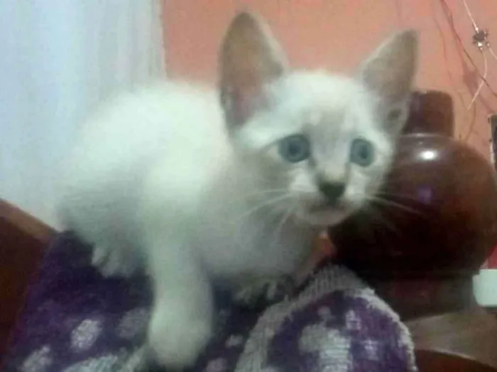 Gato raça SRD-ViraLata idade Abaixo de 2 meses nome Não dei nome