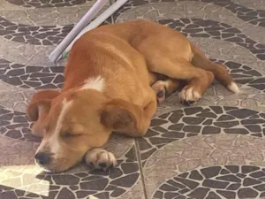 Cachorro raça SRD-ViraLata idade 2 a 6 meses nome Olivier(olly)