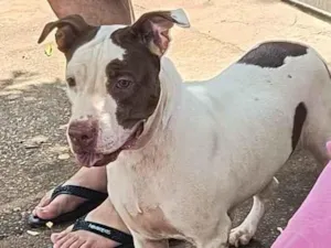 Cachorro raça Pit-Bull idade 3 anos nome ChiChi