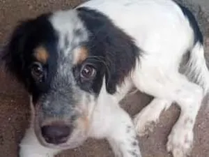 Cachorro raça SRD-ViraLata idade 2 a 6 meses nome Betowen