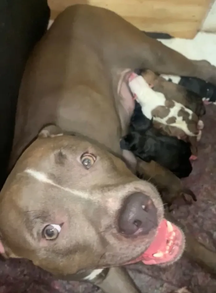 Cachorro raça Pit-Bull idade Abaixo de 2 meses nome ?? Doação de lindos filhotes de Pitbull ??
