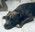 Cachorro raça Pit-Bull idade Abaixo de 2 meses nome ?? Doação de lindos filhotes de Pitbull ??
