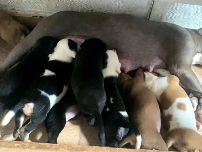 Cachorro raça Pit-Bull idade Abaixo de 2 meses nome ?? Doação de lindos filhotes de Pitbull ??