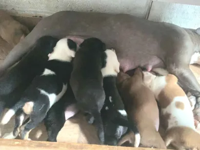 Cachorro raça Pit-Bull idade Abaixo de 2 meses nome ?? Doação de lindos filhotes de Pitbull ??