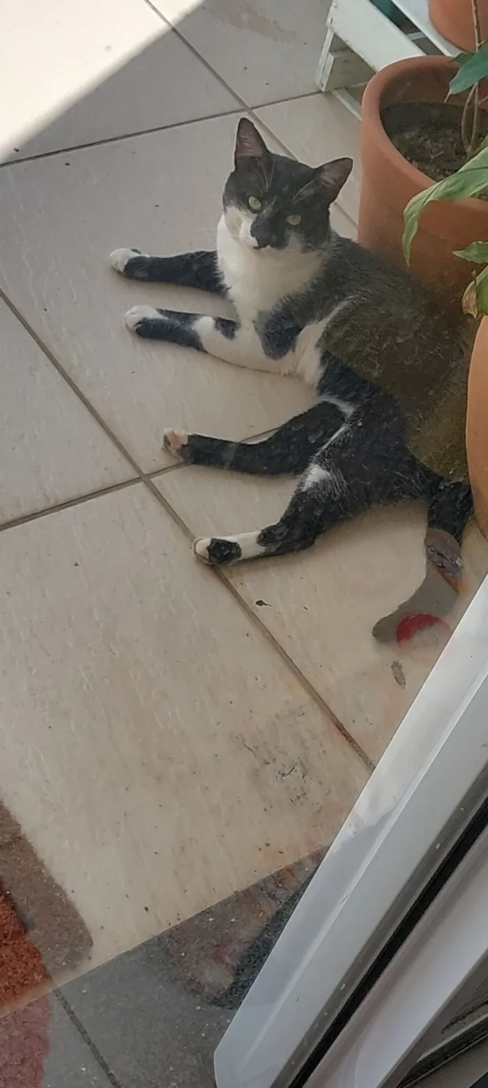 Gato raça SRD-ViraLata idade 5 anos nome Tom