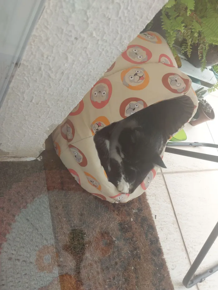 Gato raça SRD-ViraLata idade 5 anos nome Tom