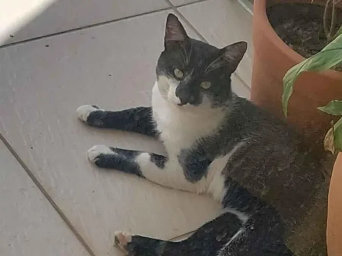 Gato raça SRD-ViraLata idade 5 anos nome Tom