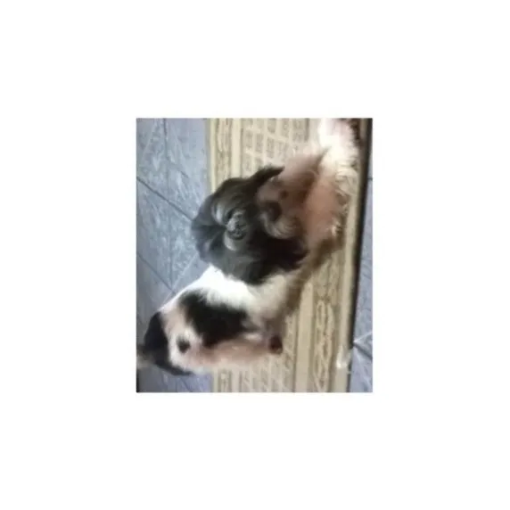 Cachorro raça SRD-ViraLata idade 5 anos nome Amora 