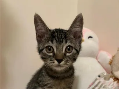 Gato raça SRD-ViraLata idade 2 a 6 meses nome Lili