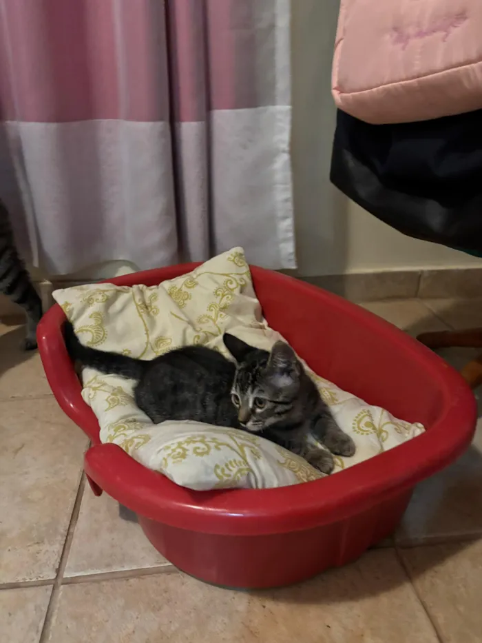 Gato raça SRD-ViraLata idade 2 a 6 meses nome Lili