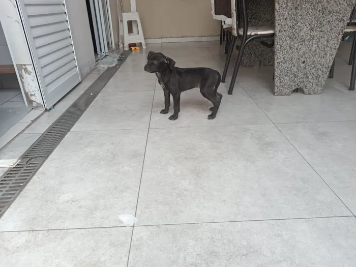 Cachorro raça SRD-ViraLata idade Abaixo de 2 meses nome Pretinha 