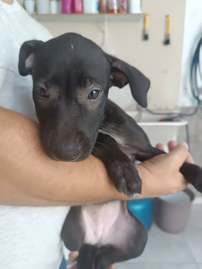 Cachorro raça SRD-ViraLata idade Abaixo de 2 meses nome Pretinha 