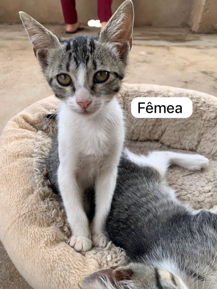 Gato raça SRD-ViraLata idade 2 a 6 meses nome Adote um gatinho ??