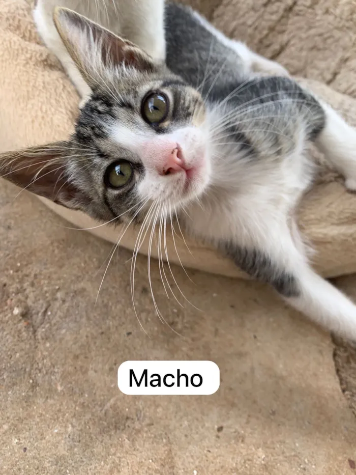 Gato raça SRD-ViraLata idade 2 a 6 meses nome Adote um gatinho ??