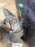 Adote um gatinho ??