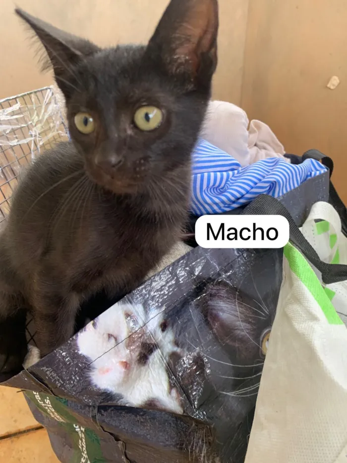 Gato raça SRD-ViraLata idade 2 a 6 meses nome Adote um gatinho ??